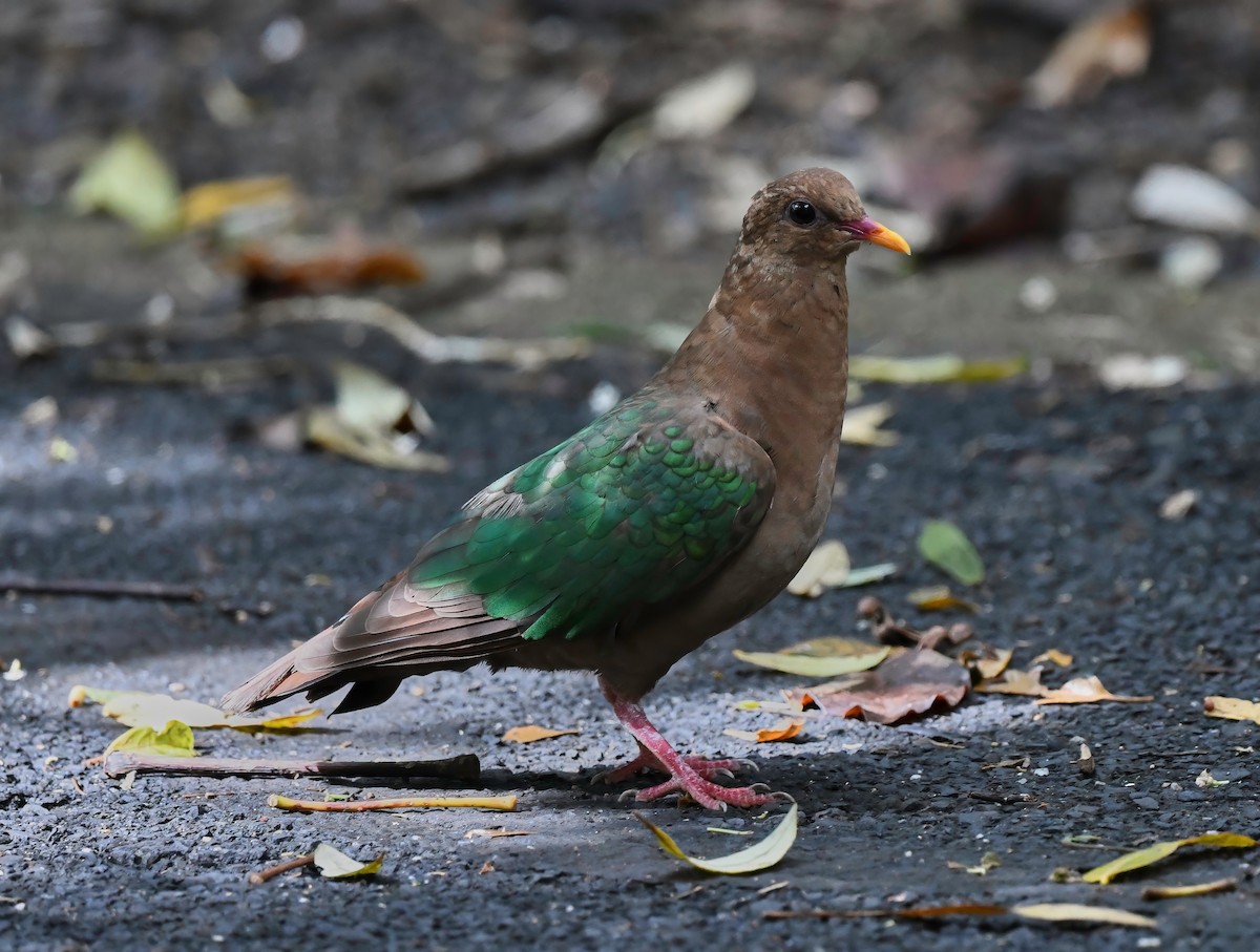 Pacific Emerald Dove - ML387880431