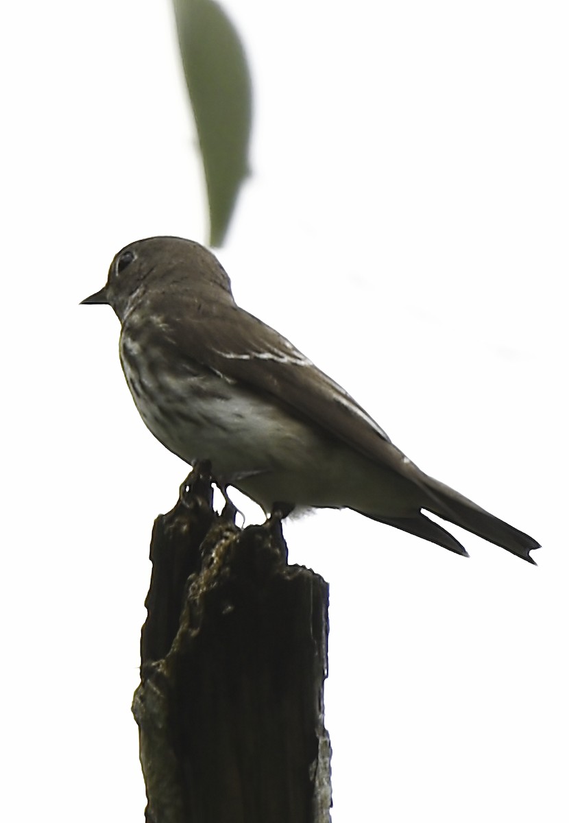 Gray-streaked Flycatcher - ML387880541