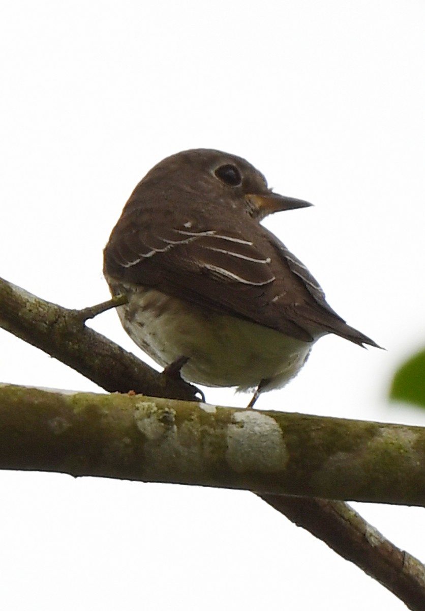 Gray-streaked Flycatcher - ML387880551