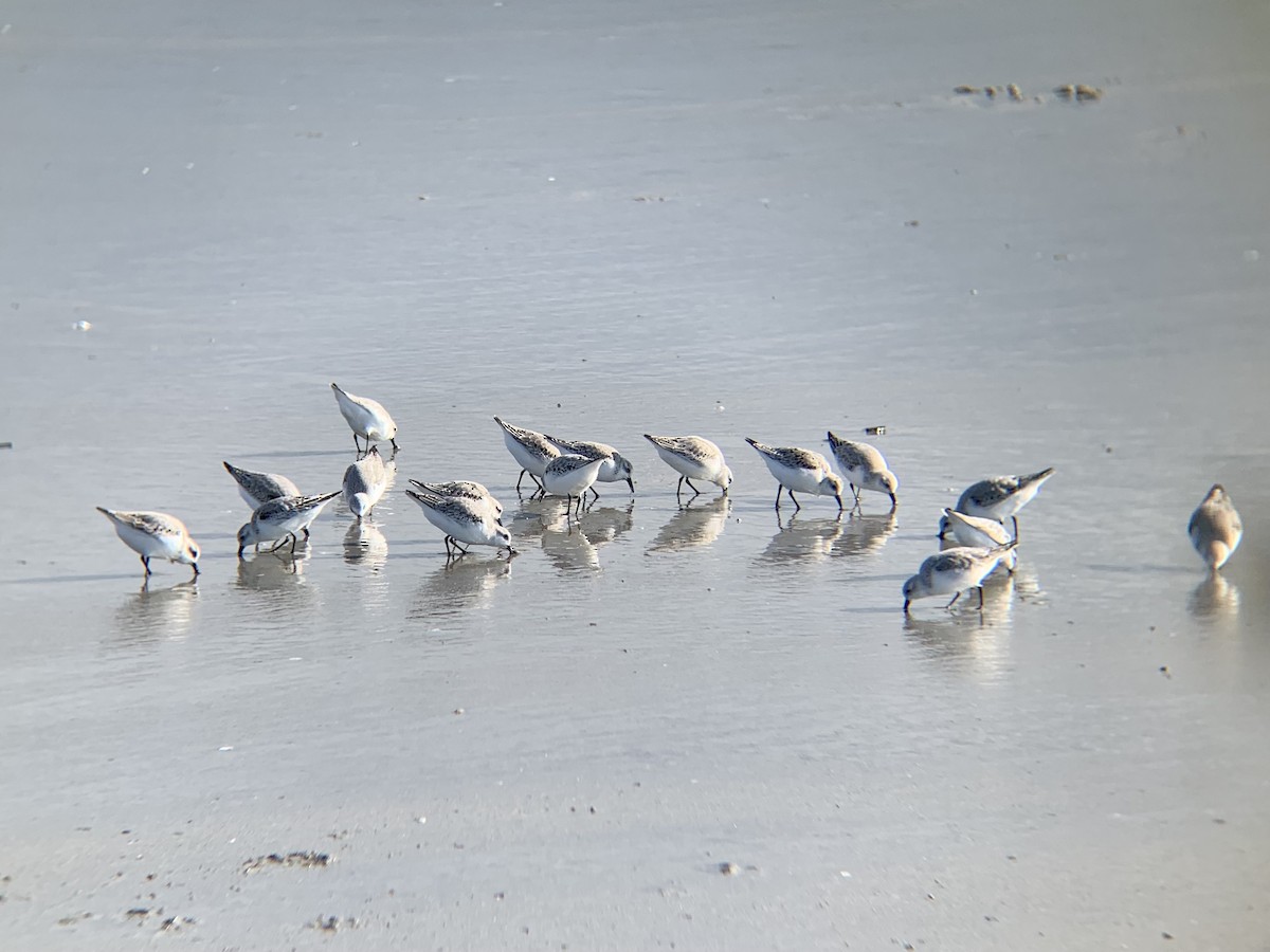 Sanderling - ML387880841