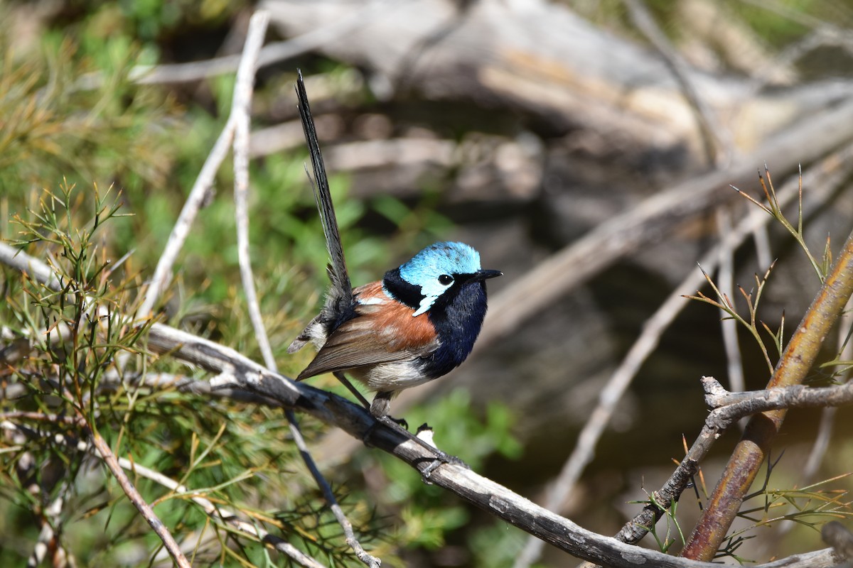 Red-winged Fairywren - ML387881011