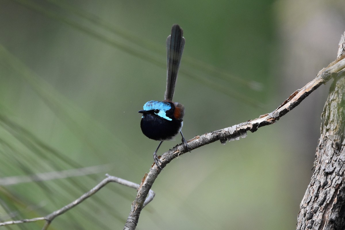 Red-winged Fairywren - ML387881151
