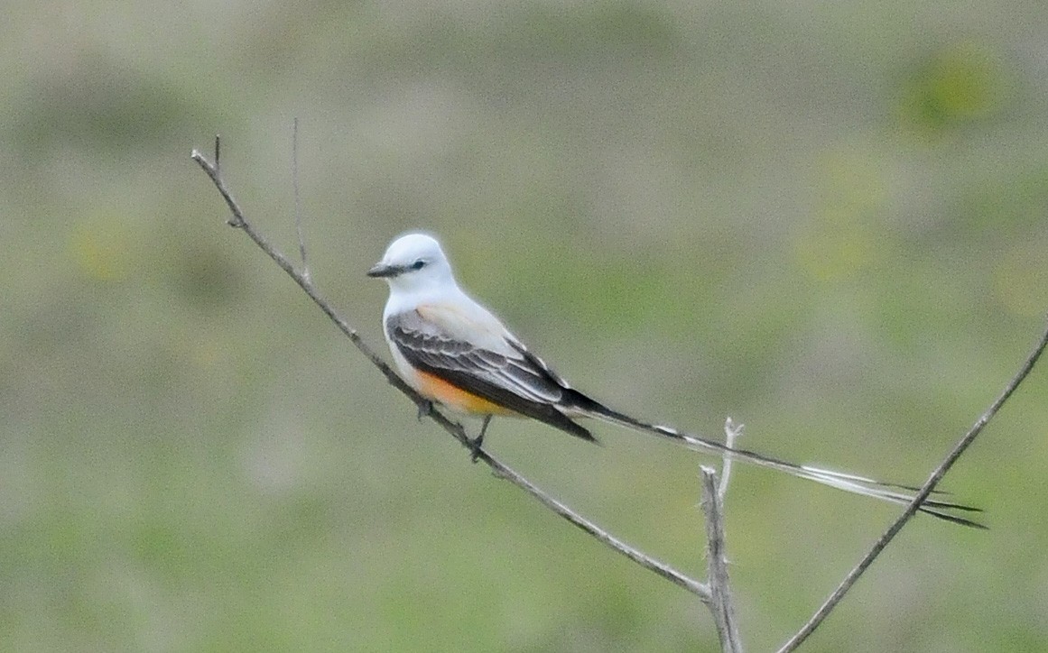 Scissor-tailed Flycatcher - ML38788141