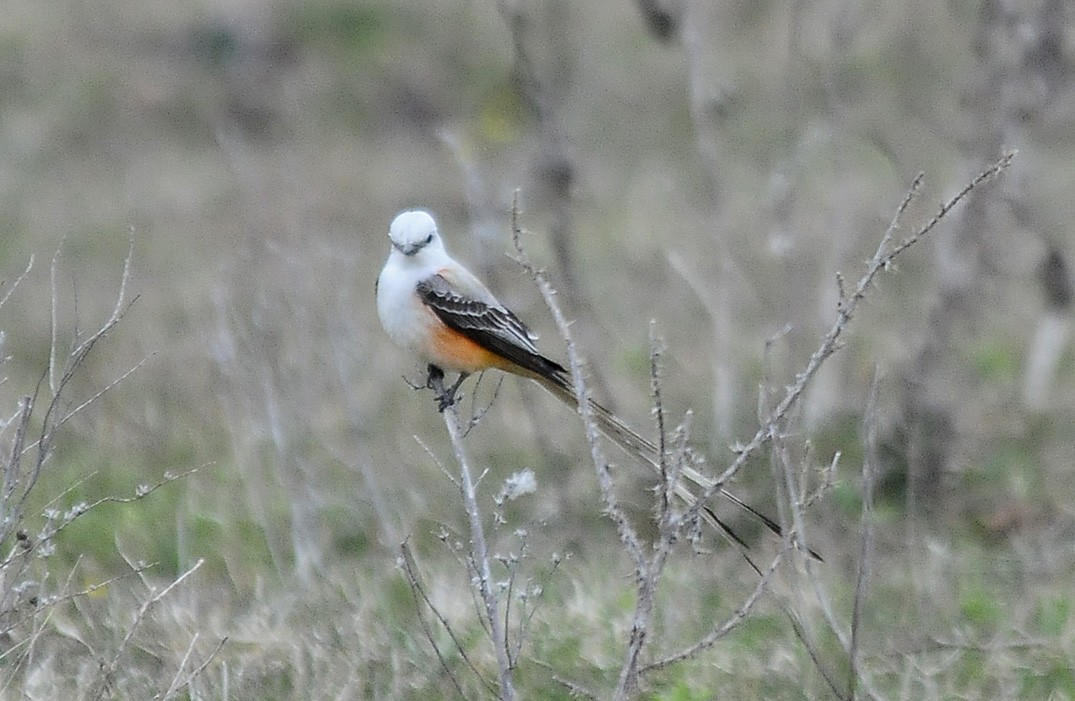 Scissor-tailed Flycatcher - ML38788181