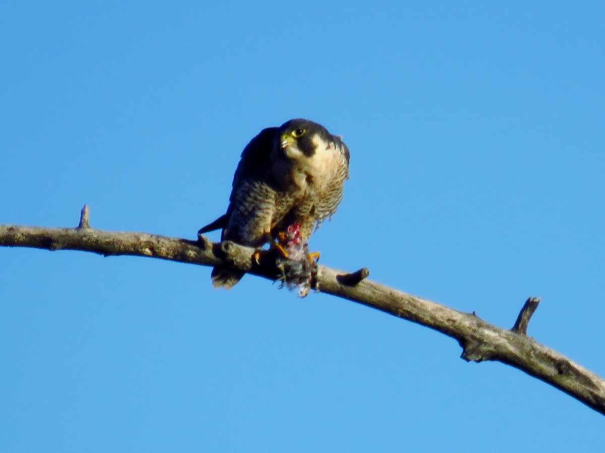 Peregrine Falcon - John Pratt