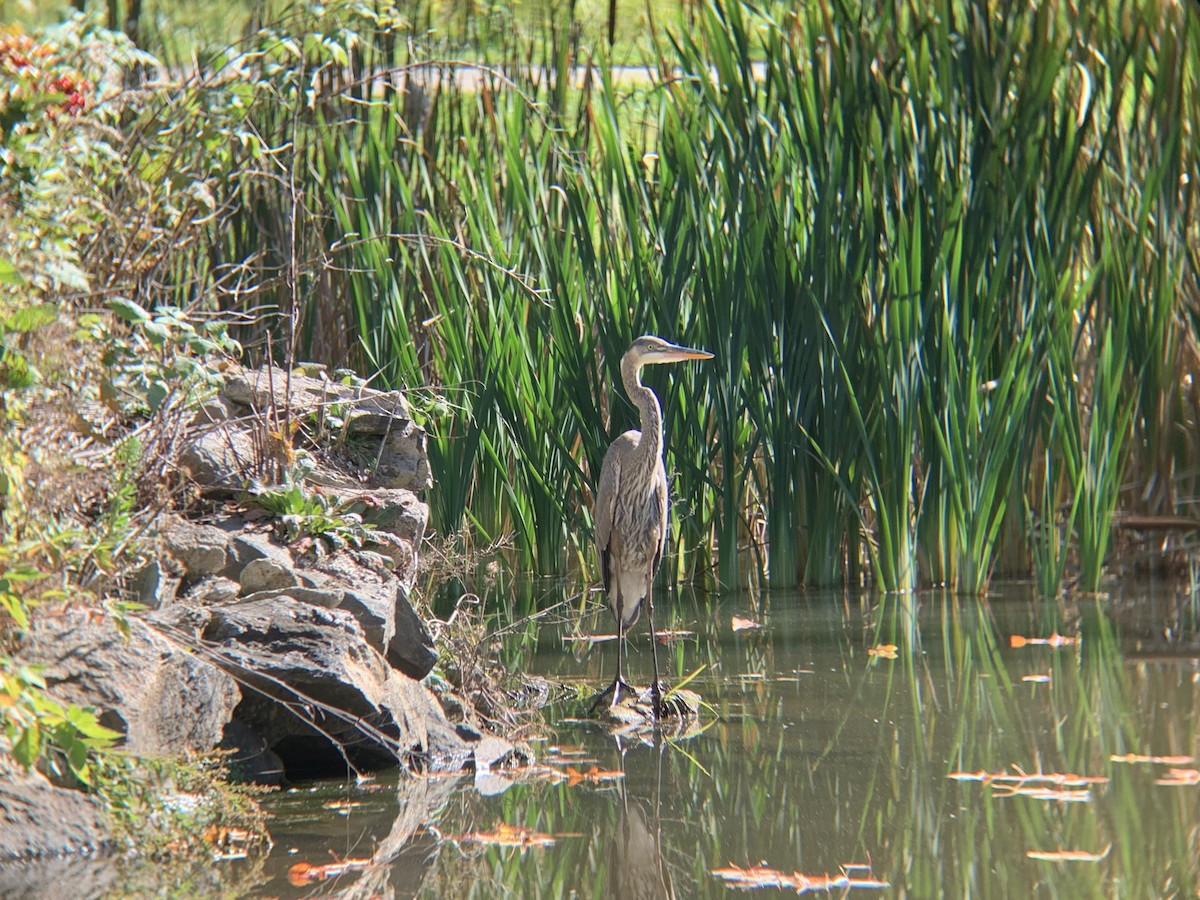 Great Blue Heron - ML387882641