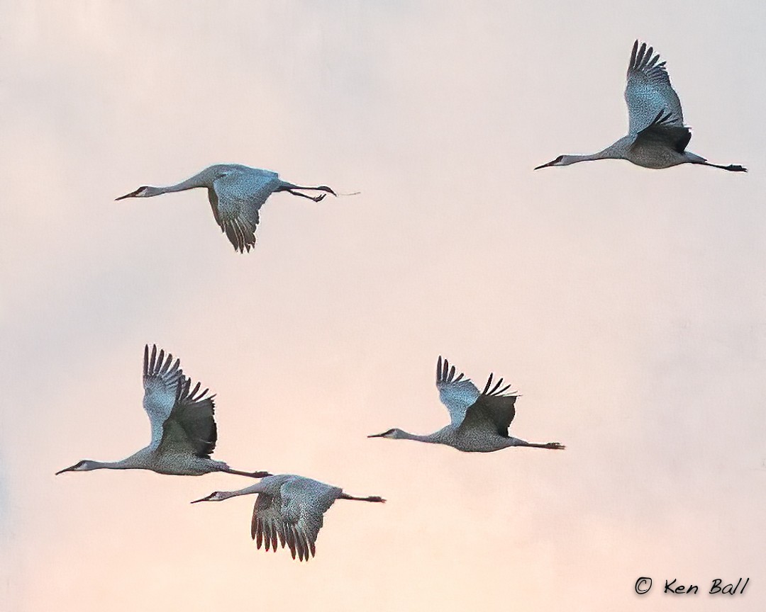 jeřáb kanadský - ML387882871