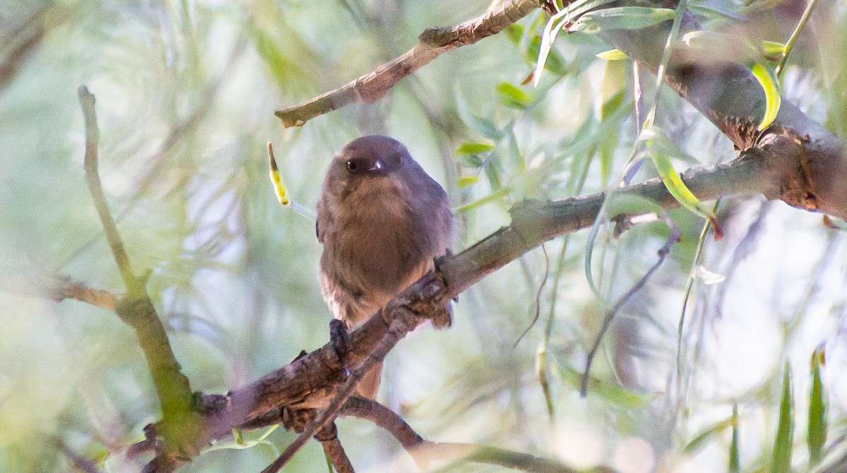 Bushtit - ML387883241