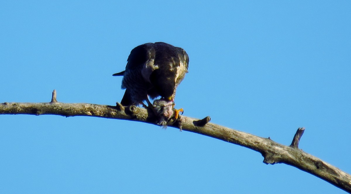 Halcón Peregrino - ML38788351