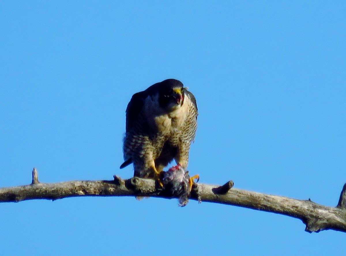 Peregrine Falcon - John Pratt