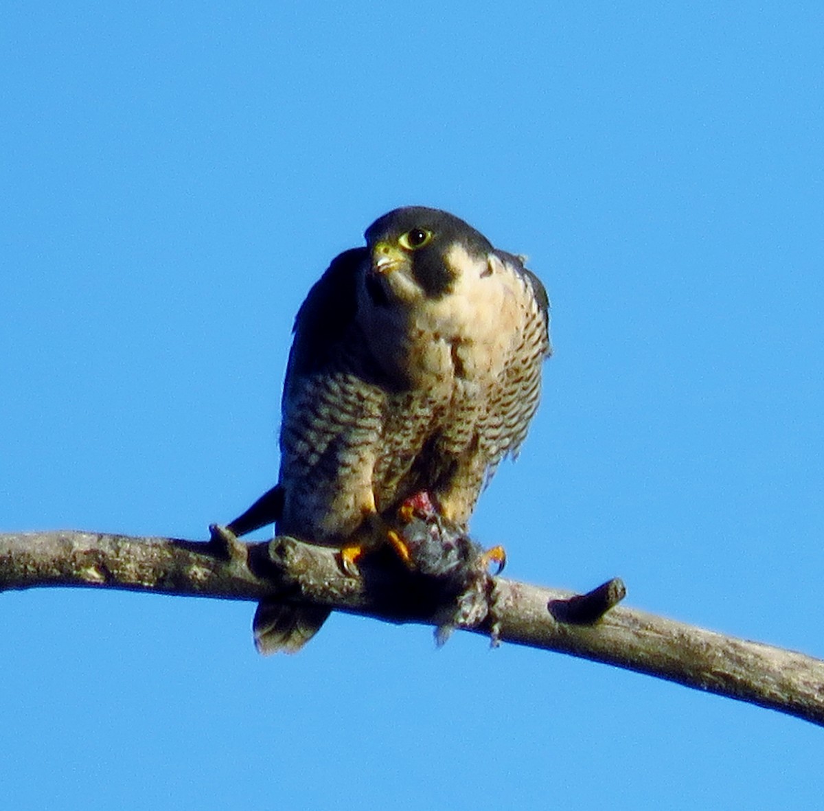 Peregrine Falcon - John Pratt