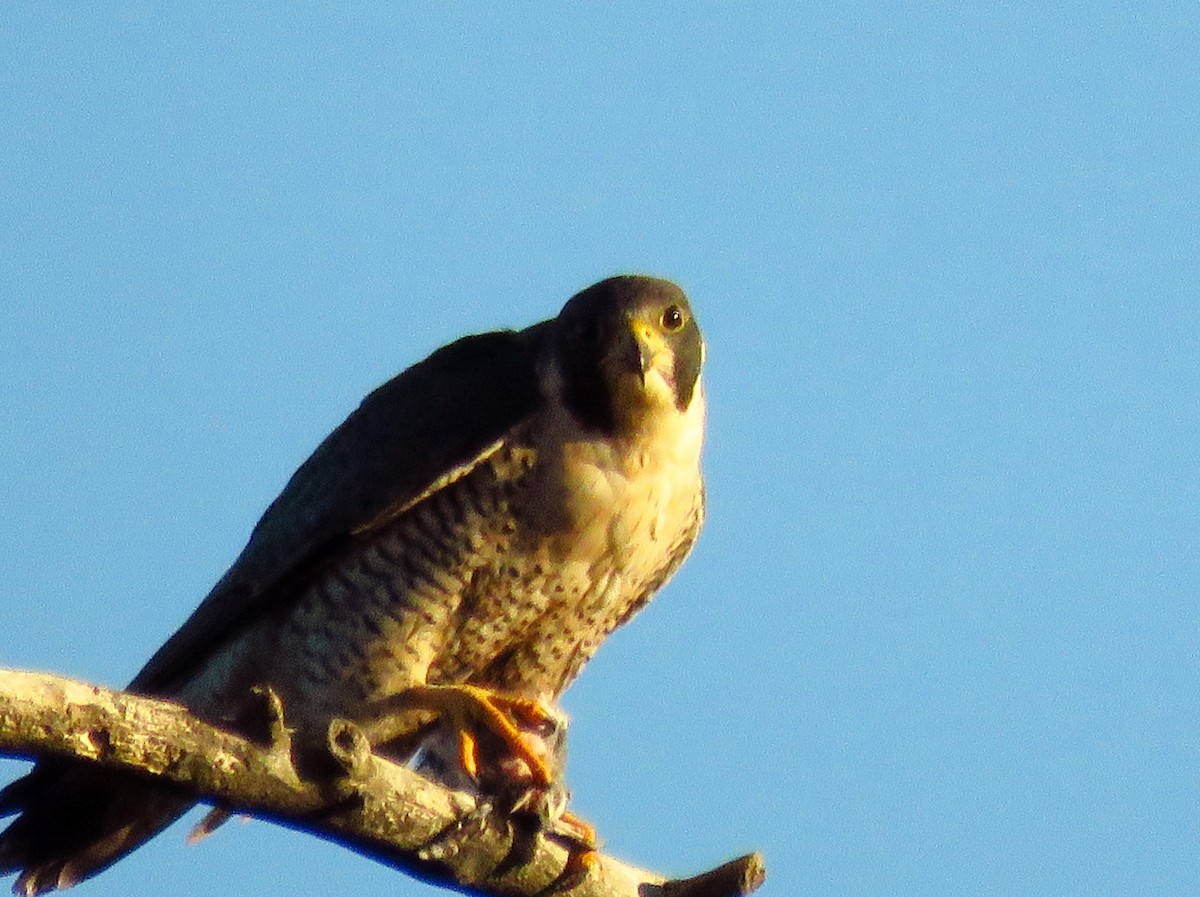 Peregrine Falcon - John Pratt