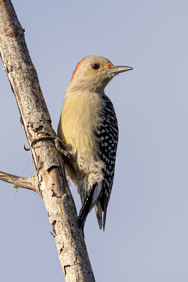 Red-bellied Woodpecker - Scott Coupland