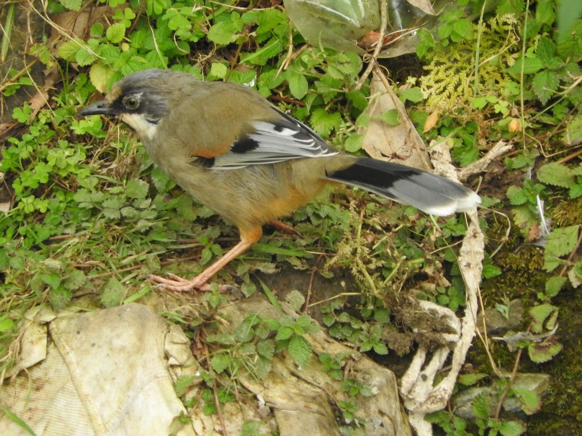 Variegated Laughingthrush - ML38788691