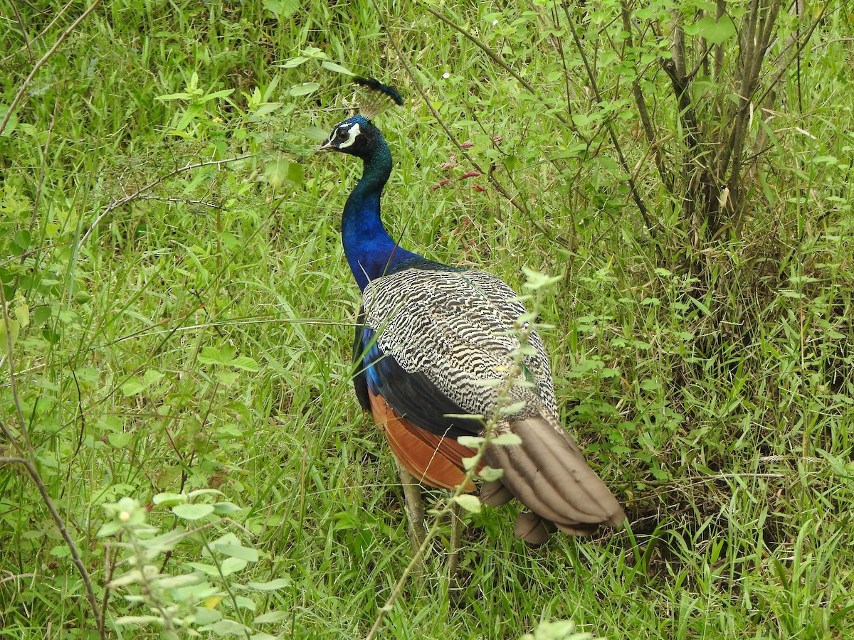 Indian Peafowl - ML387887191