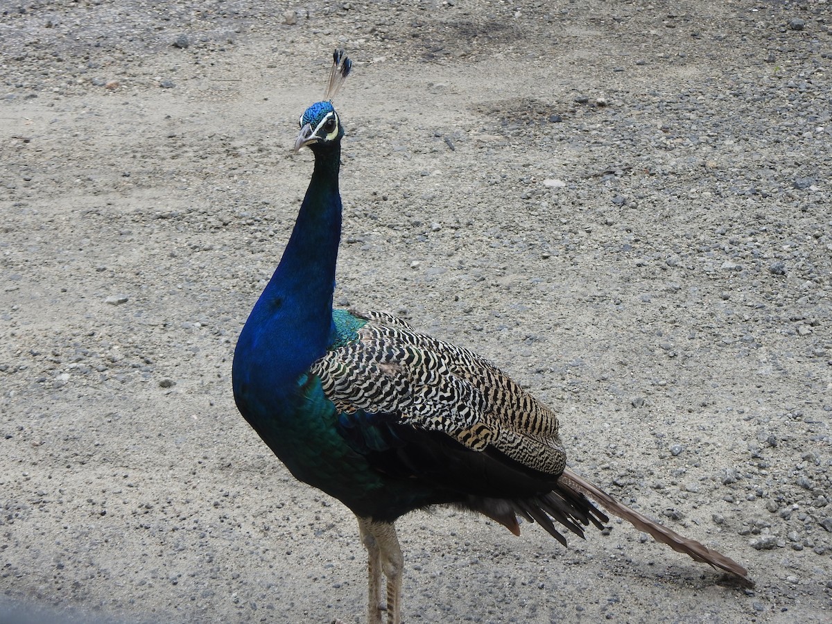 Indian Peafowl - ML387887201