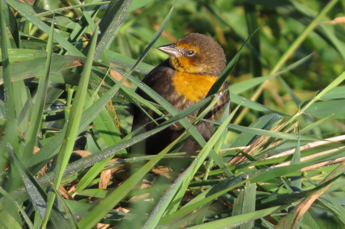 Yellow-headed Blackbird - ML38788731