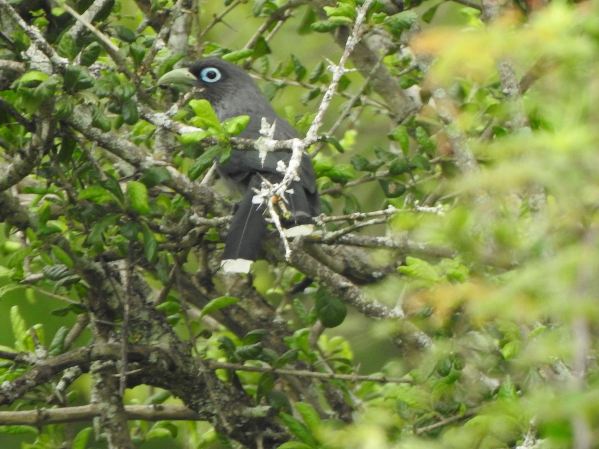 Blue-faced Malkoha - ML387887381