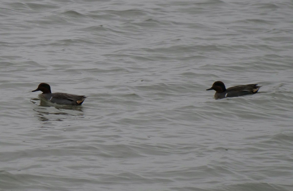 Green-winged Teal - ML387887921