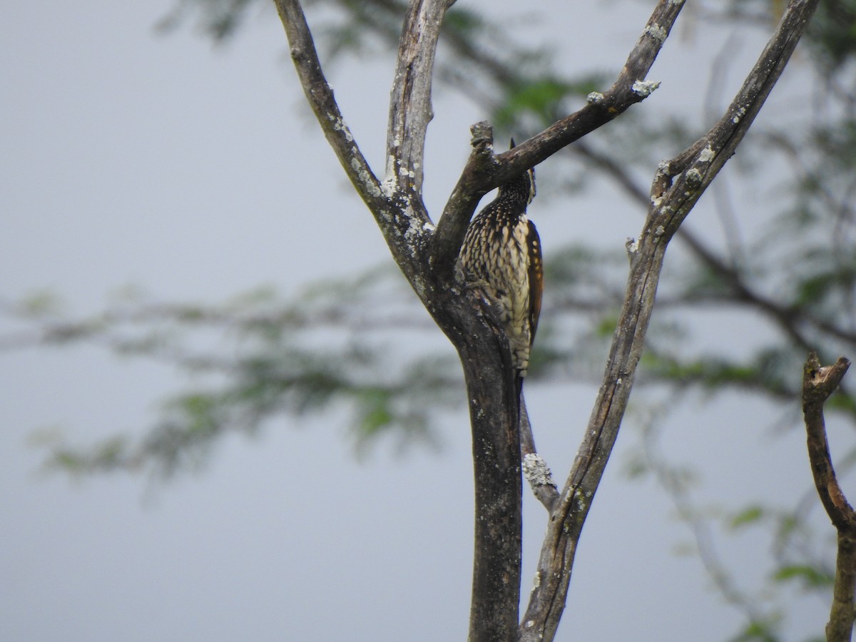 Black-rumped Flameback - ML387888331