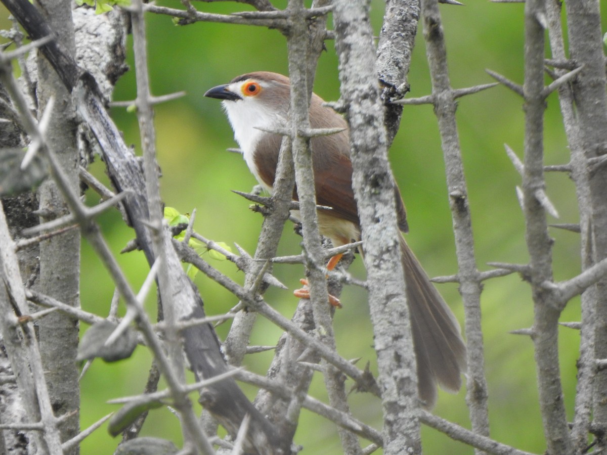 Yellow-eyed Babbler - ML387889861