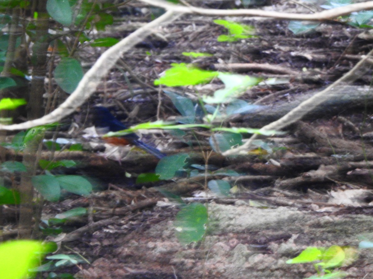 White-rumped Shama - ML387890341