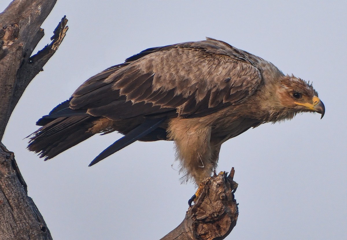 Tawny Eagle - ML387890511