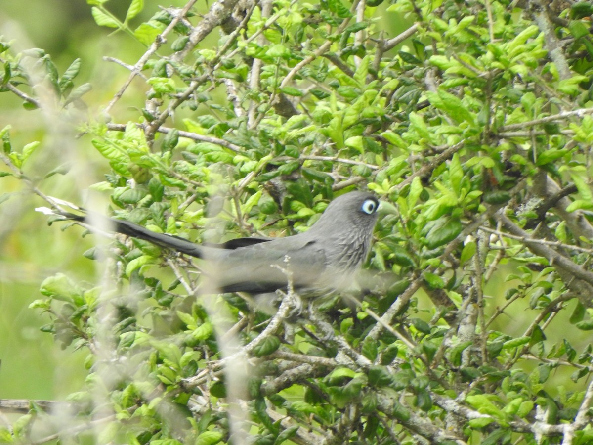 Blue-faced Malkoha - ML387890701