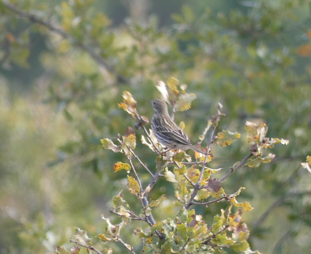 Bisbita (Anthus) sp. - ML387891071