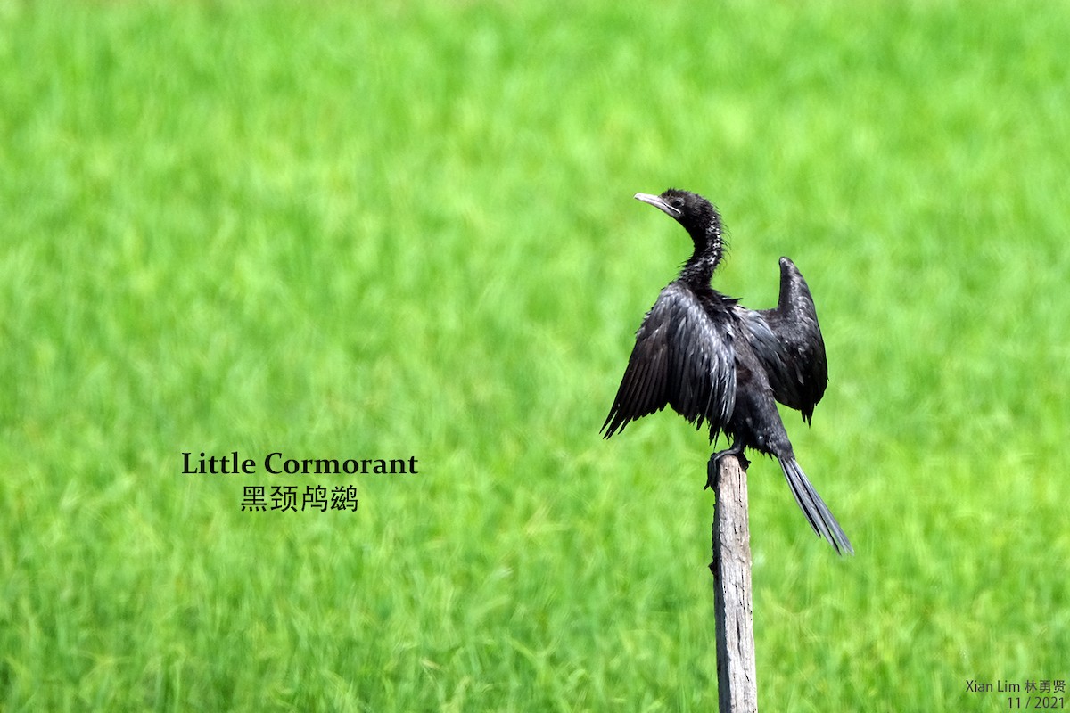 Little Cormorant - ML387891731