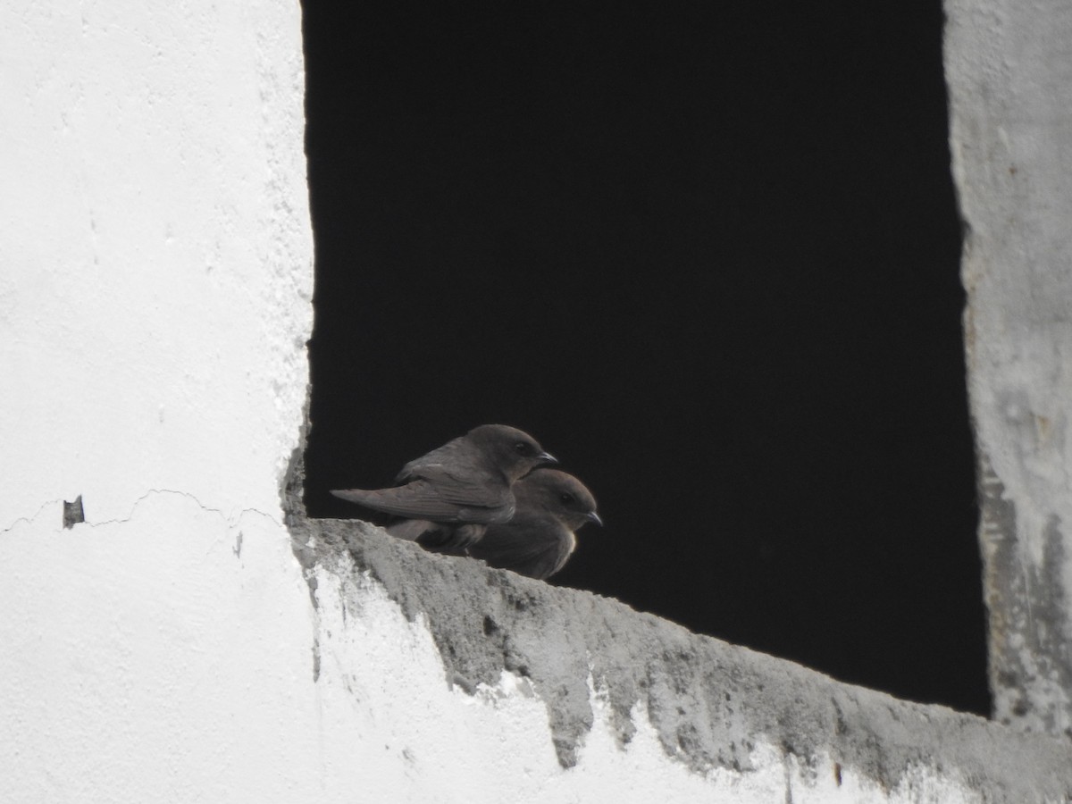 Dusky Crag-Martin - ML387891781