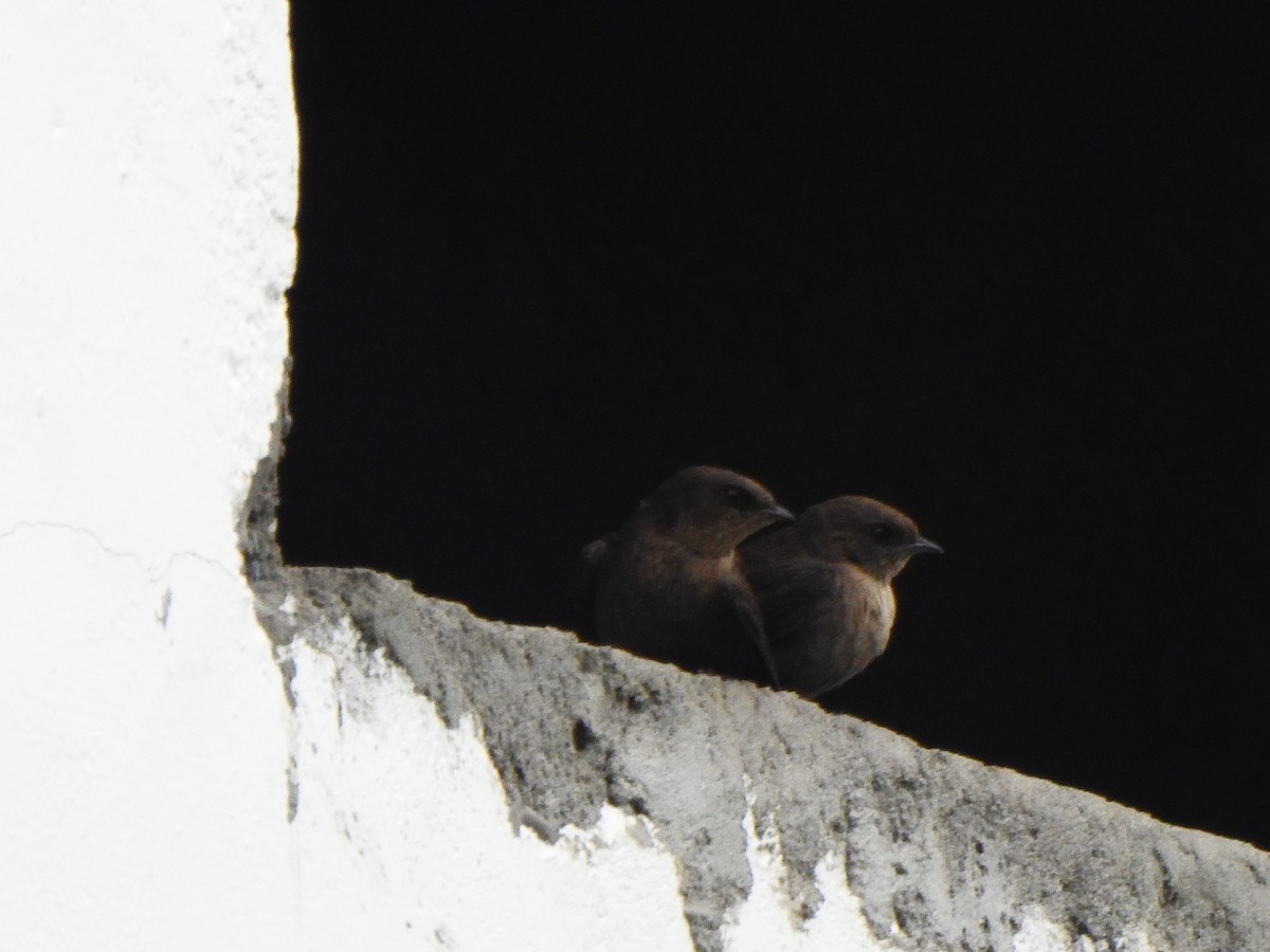 Dusky Crag-Martin - ML387891861