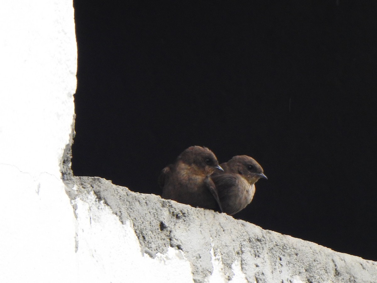 Dusky Crag-Martin - ML387891891