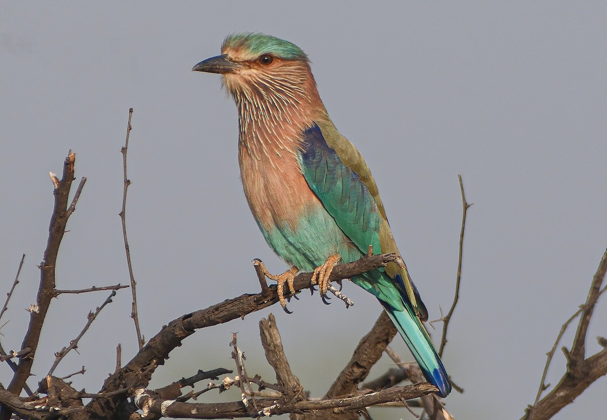 Indian Roller - ML387891911