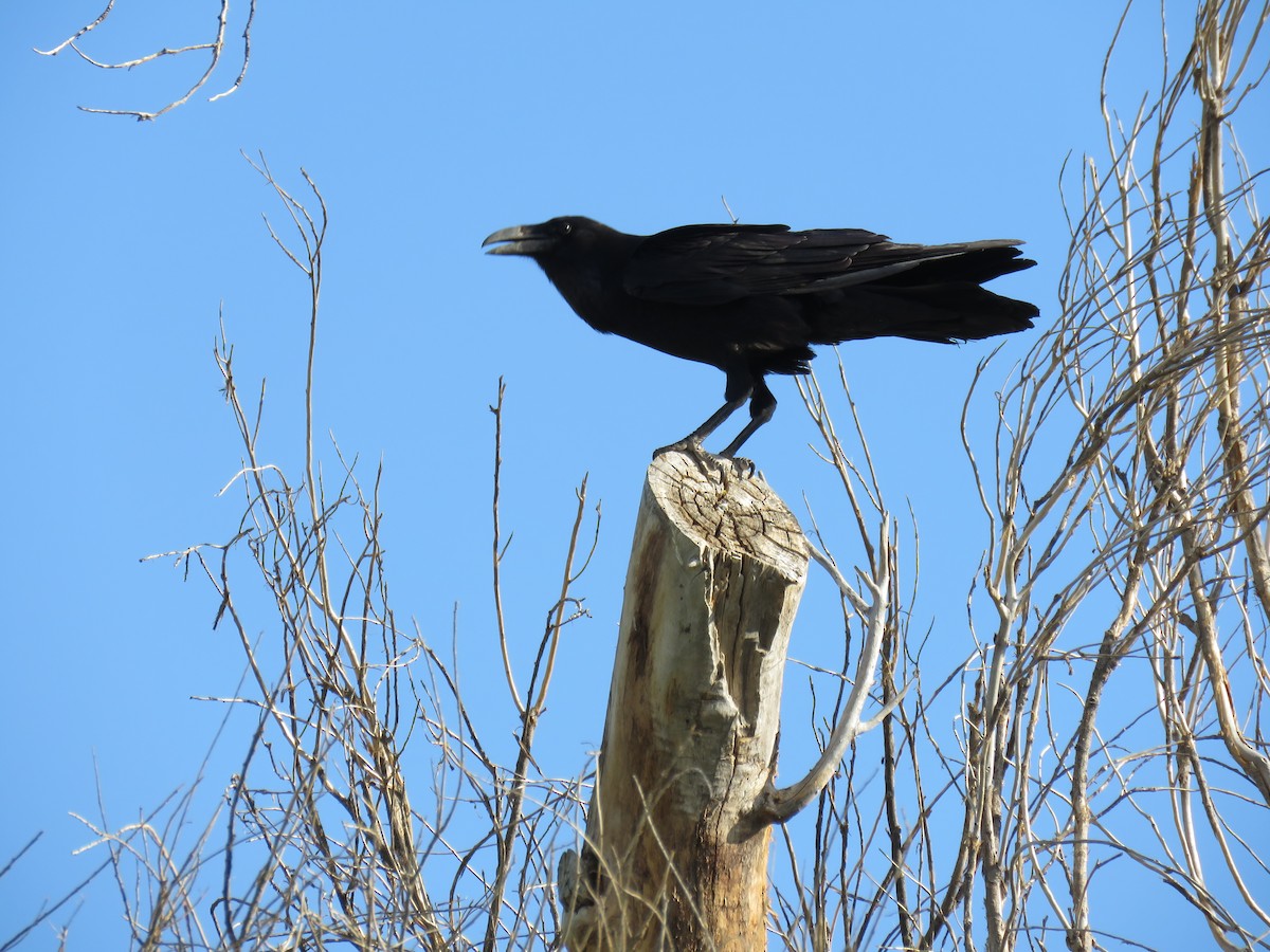 Common Raven - ML387892301