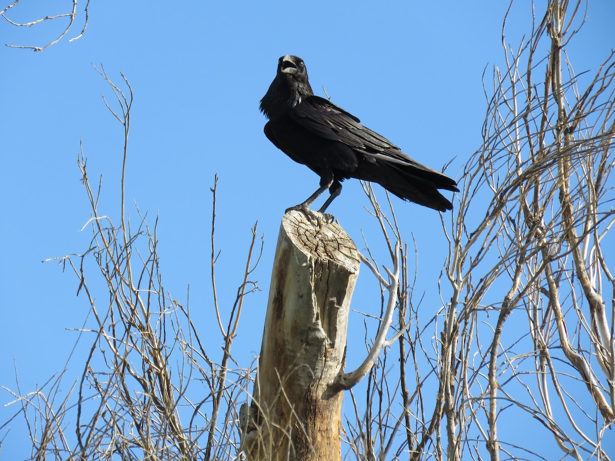 Common Raven - ML387892321