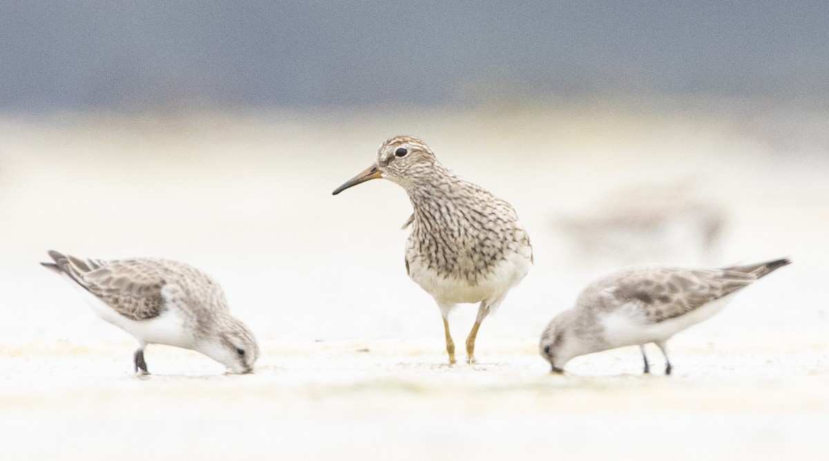 Pectoral Sandpiper - Lachlan Hall