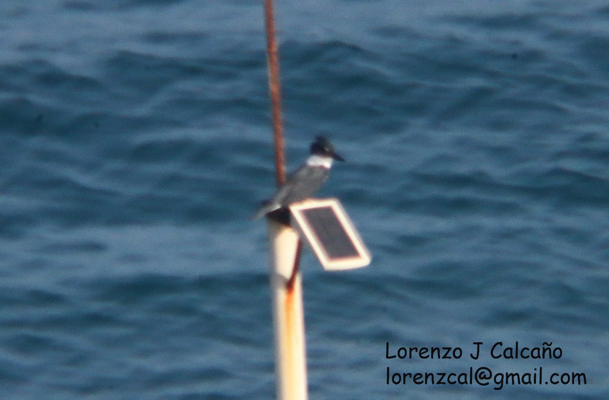 Belted Kingfisher - ML387893591
