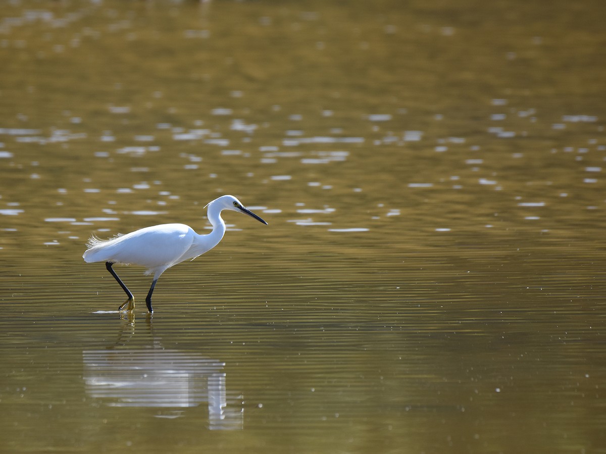 Little Egret - ML387893751