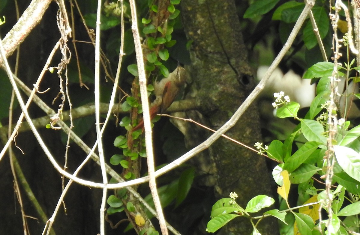 Olive Spinetail - ML387895481