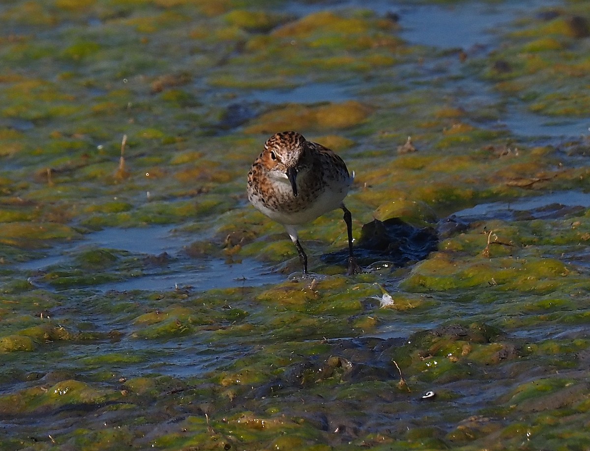 Little Stint - ML387897281