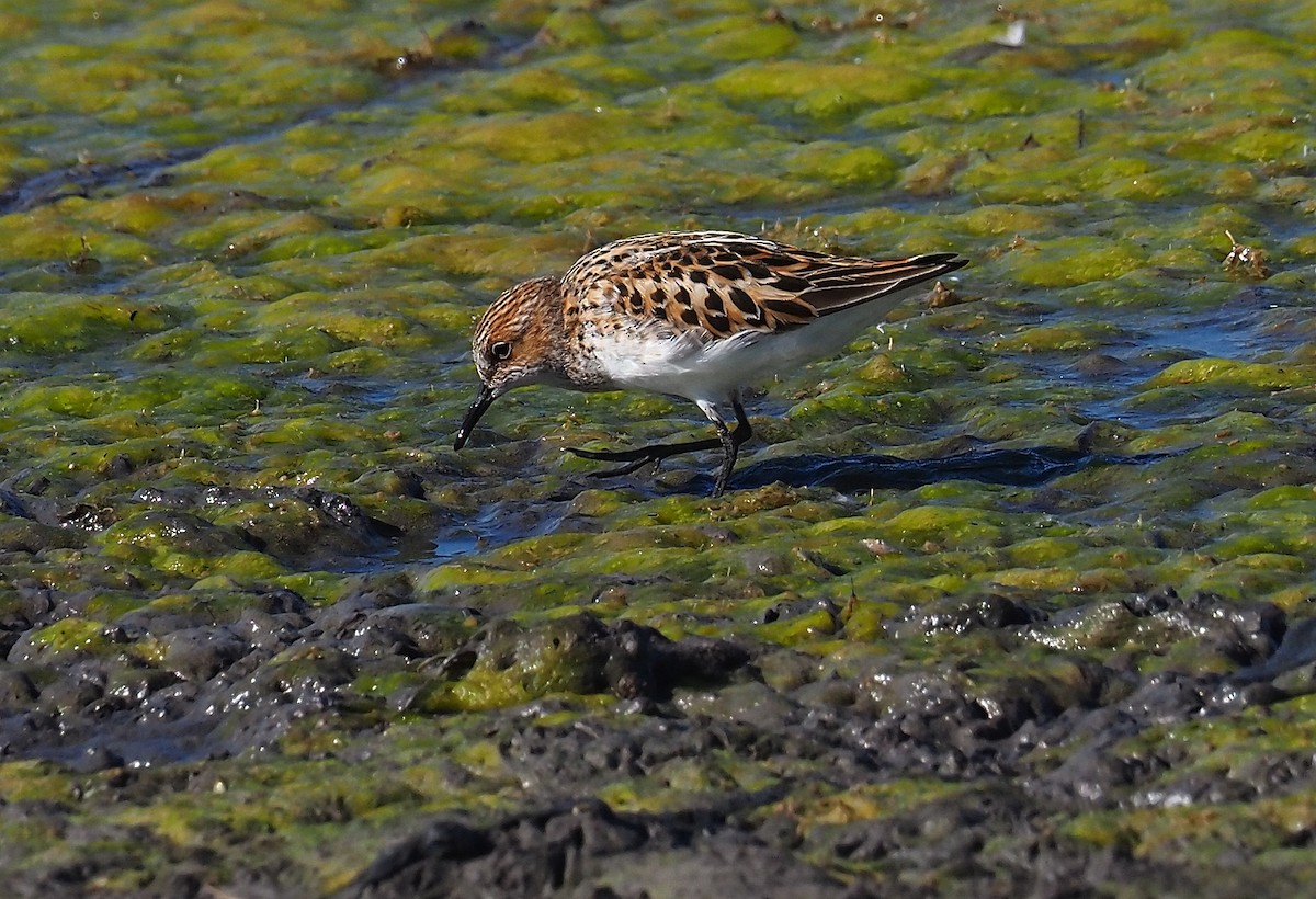 Zwergstrandläufer - ML387897411