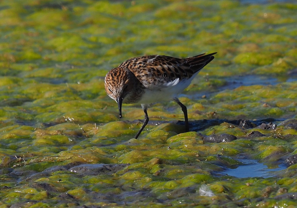 Zwergstrandläufer - ML387897481