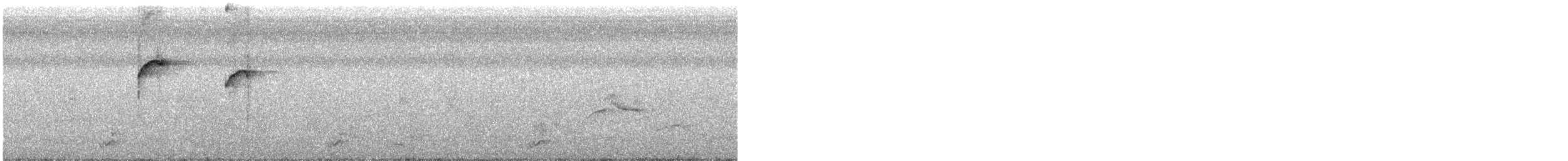 skjellpikulett (obsoletus) (svartflekkpikulett) - ML387898131