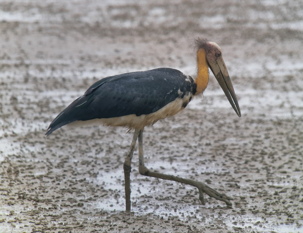 Lesser Adjutant - ML387900121