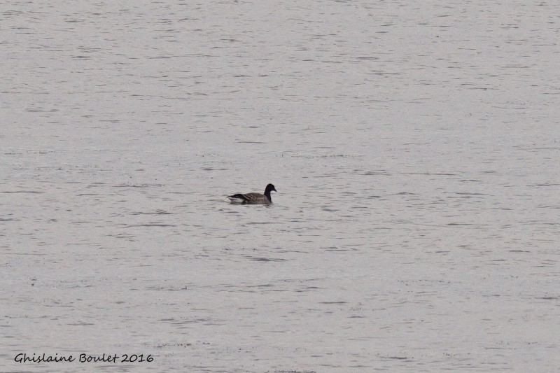 Brant - ML38790041