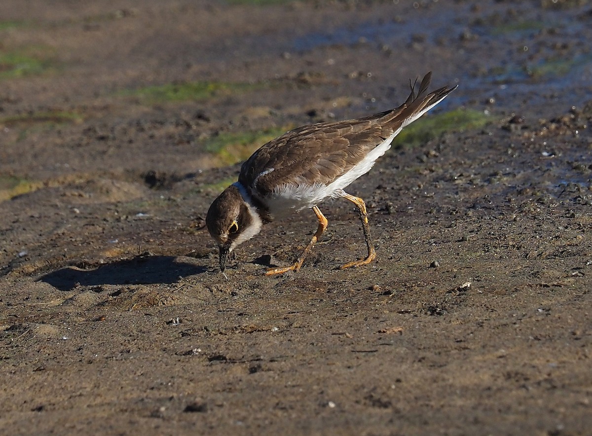 Little Ringed Plover - ML387901291