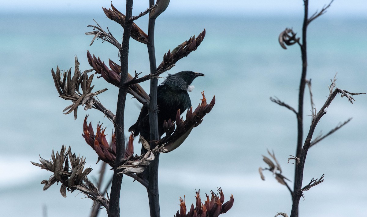 Tui - ML387901901