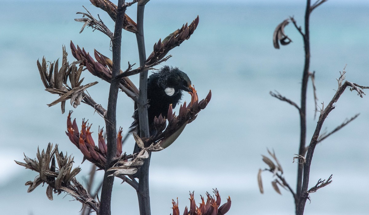 Tui - ML387901931
