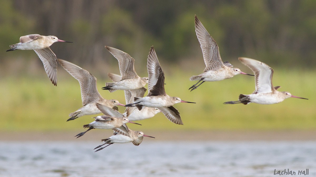 Hudsonian Godwit - ML387904641